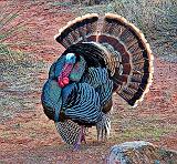 Wild Turkey_33055